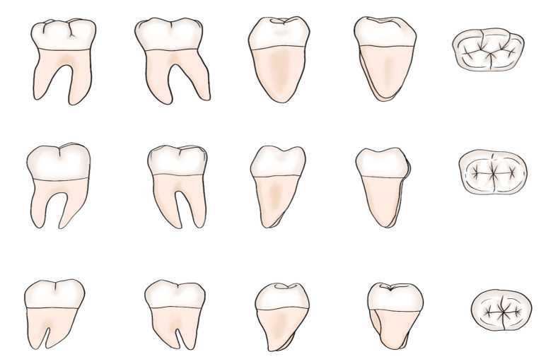 Understanding Mandibular Molars