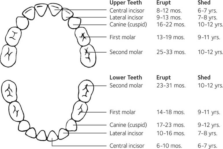 What Are Primary Teeth?