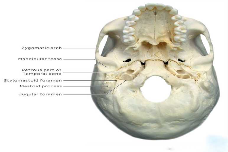 Anatomy of the Stylomastoid Foramen